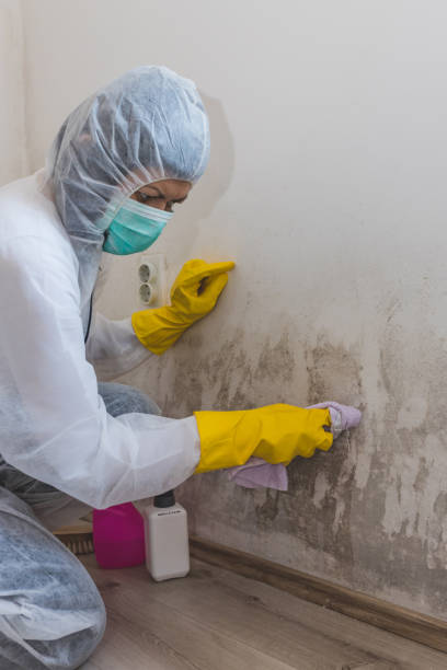 Best Mold Damage Restoration  in Palm Valley, TX